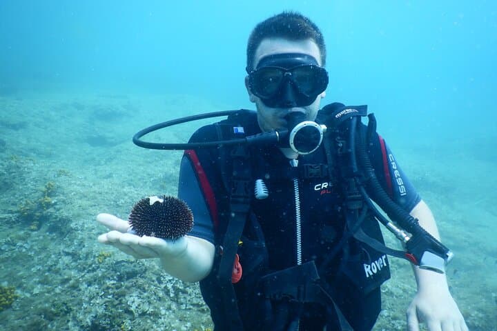 Pula Private Discover Scuba Diving: Introductory Adriatic Dive with a Personal Instructor photo 3