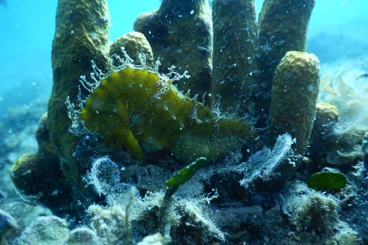 Pula Private Discover Scuba Diving: Introductory Adriatic Dive with a Personal Instructor photo 4