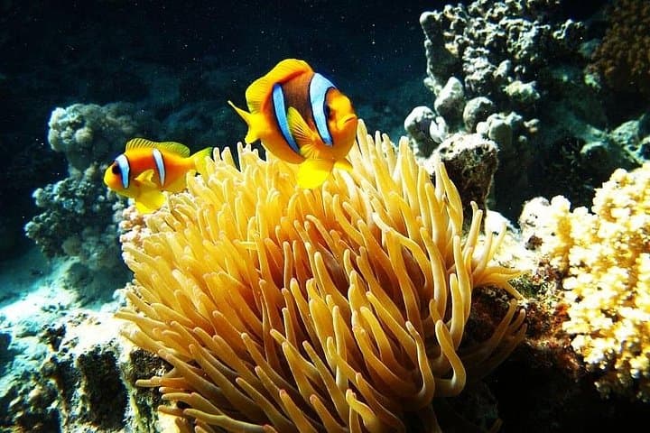 Zaina Beach Camp Day Trip: Snorkel Nemo House & Coral Reefs Near El Quseir photo 1