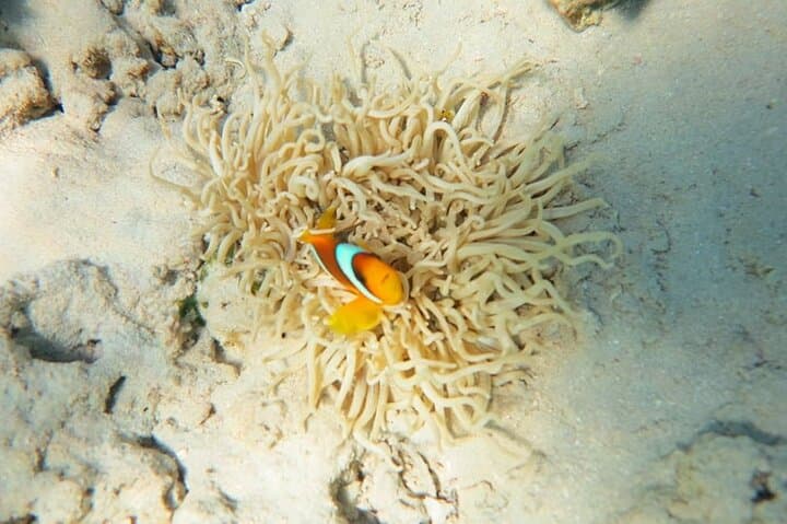Zaina Beach Camp Day Trip: Snorkel Nemo House & Coral Reefs Near El Quseir photo 2
