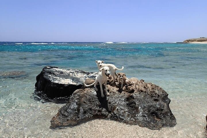 Zaina Beach Camp Day Trip: Snorkel Nemo House & Coral Reefs Near El Quseir photo 4