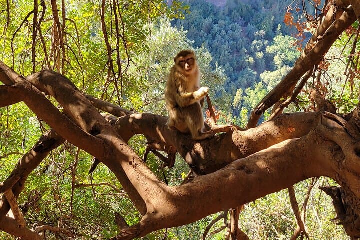 Ouzoud Waterfalls Day Trip from Marrakech — Boat Ride & Olive-Grove Views photo 4