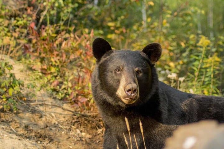 Tadoussac & Charlevoix: Whale-Watching and Black Bear Safari