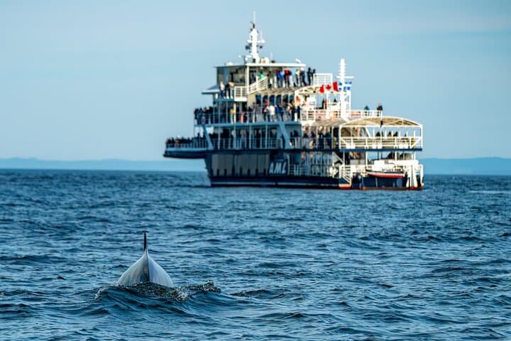 Tadoussac & Charlevoix: Whale-Watching and Black Bear Safari photo 2