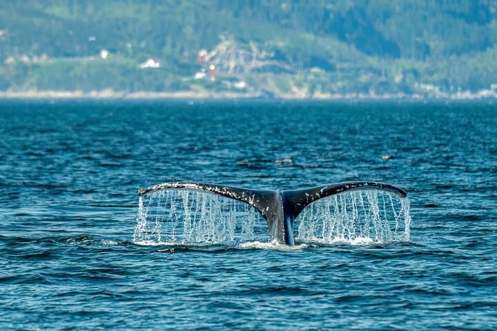 Tadoussac & Charlevoix: Whale-Watching and Black Bear Safari photo 3