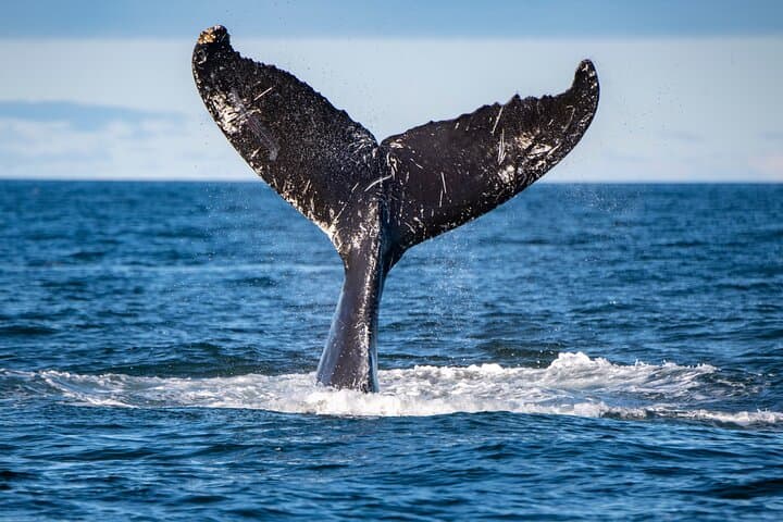 Tadoussac & Charlevoix: Whale-Watching and Black Bear Safari photo 4