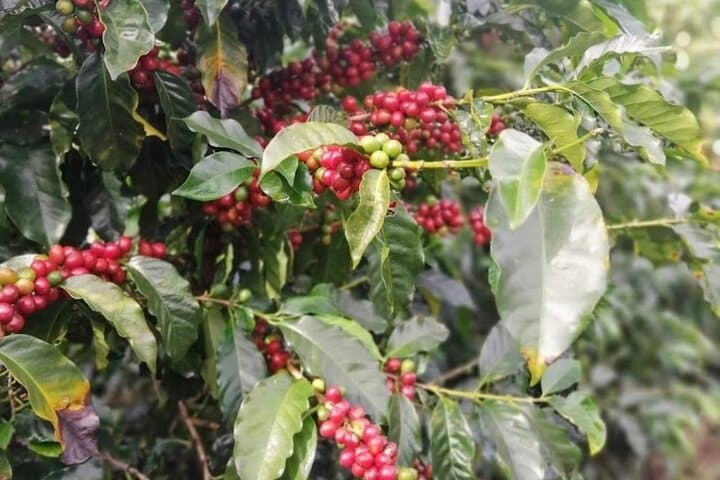 Morning at the Viking’s Farm: Heredia Breakfast & Nature Walk photo 2