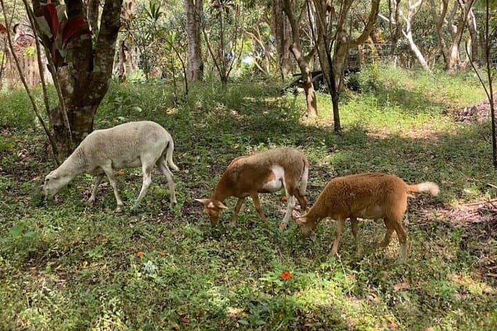 Morning at the Viking’s Farm: Heredia Breakfast & Nature Walk photo 3
