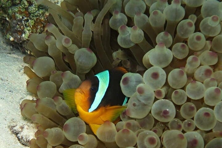 Hurghada Intro Scuba Dive: Red Sea Reefs & Onboard Lunch photo 6