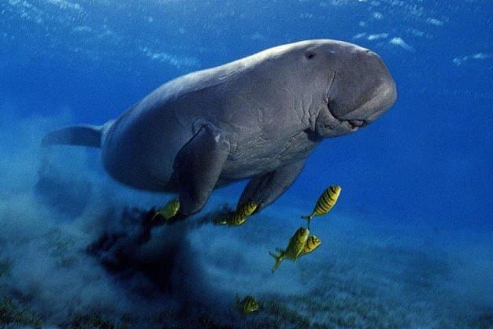 Marsa Mubarak Snorkel Cruise from Marsa Alam: Red Sea Coral & Turtle Encounters photo 1