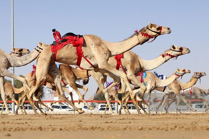 Camel Racing & Al Samriya Estate Tour: Sheikh Faisal Museum, Leaning Mosque & Al Shahaniya Raceway photo 1