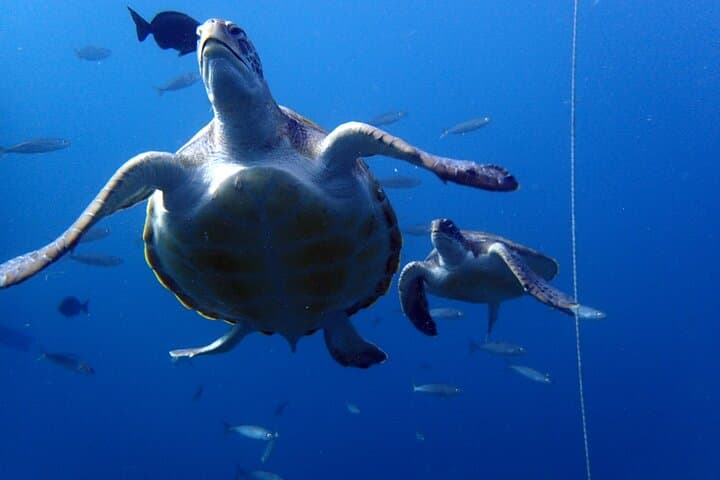 Discover Scuba Diving in Tenerife: Beginner-Friendly Half-Day Sea Dives photo 6