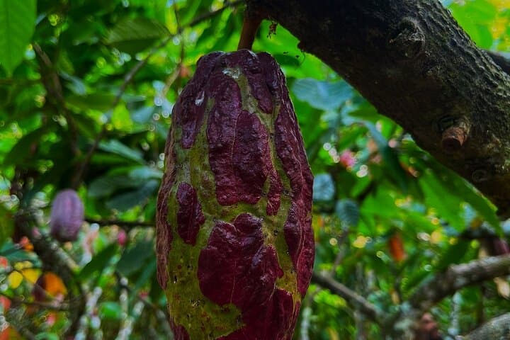 Paso del Mango: Five Waterfalls Hike in Sierra Nevada from Santa Marta photo 3