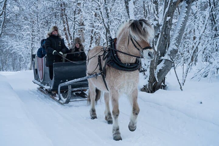 Alta Sleigh Ride: Horse-Drawn Farm Experience & Sami Lavvo Snacks photo 2