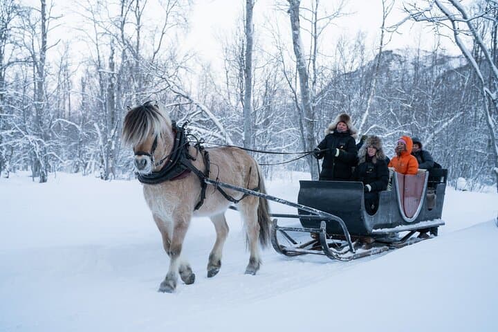 Alta Sleigh Ride: Horse-Drawn Farm Experience & Sami Lavvo Snacks