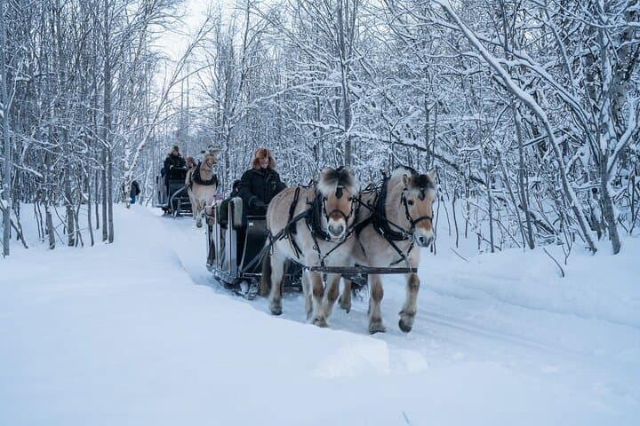 Alta Sleigh Ride & Sami Lavvo Tapas at Omdal Farm photo 3