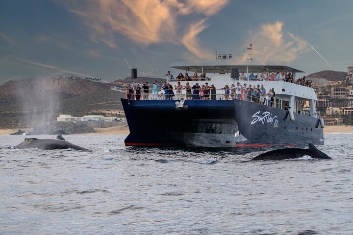 Cabo San Lucas Whale-Watching Dinner Cruise — Humpbacks, The Arch & Open Bar