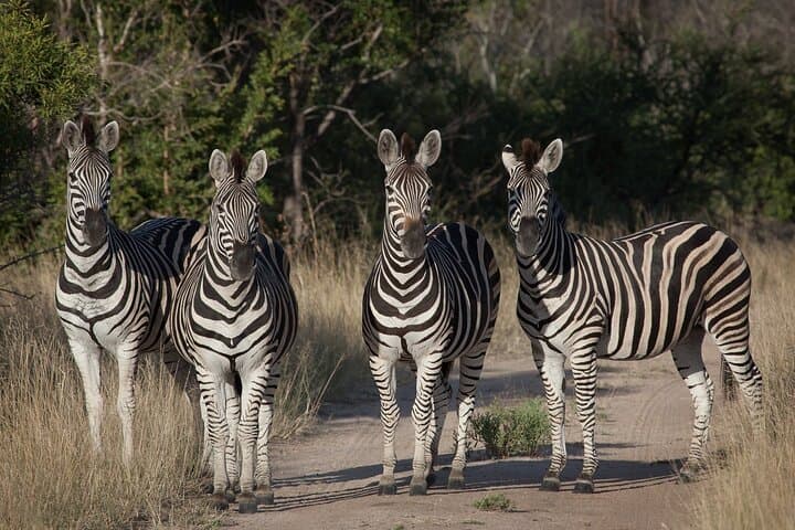 Kruger Shalati: 3-Day Luxury Safari on the Selati Bridge photo 6