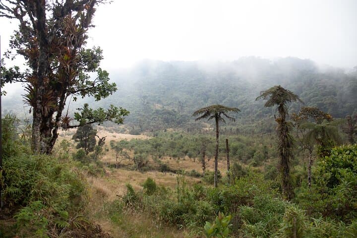 Hike La Chorrera: 4-Hour Waterfall Trek from Bogotá to a 590m Andean Fall photo 5