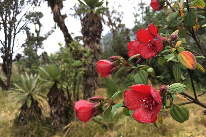 Hike La Chorrera: 4-Hour Waterfall Trek from Bogotá to a 590m Andean Fall photo 2