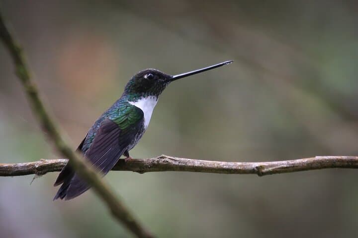 Chicaque Cloud Forest Birding: Day Trip from Bogotá to See Tanagers, Hummingbirds & Toucanets
