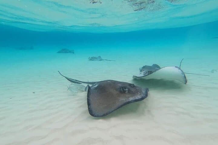 Private Stingray City Tour from West Bay — Boat Snorkel & Welcome Drink photo 1
