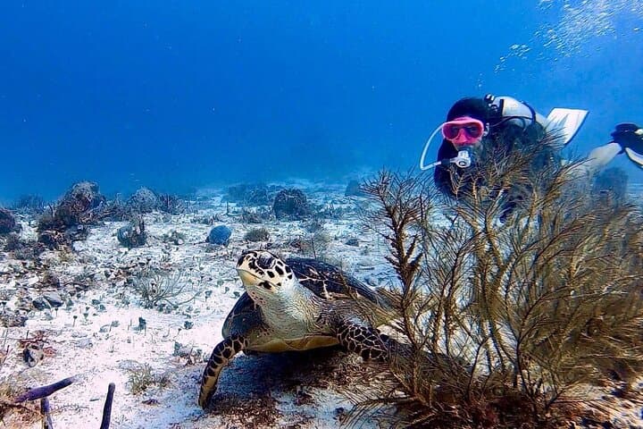 Discover Scuba Diving in Cozumel — Small-Group PADI Intro for Beginners