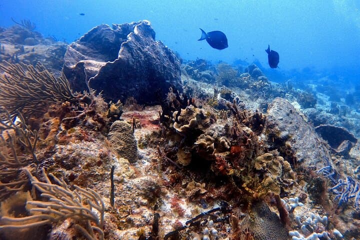 Discover Scuba Diving in Cozumel — Small-Group PADI Intro for Beginners photo 3