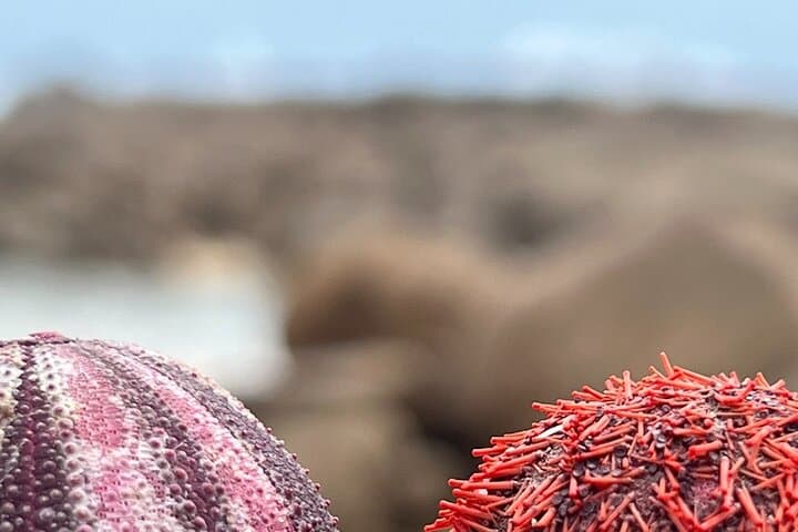 Two Oceans Private Tour: Cape Leeuwin, Margaret River & Busselton Day Trip