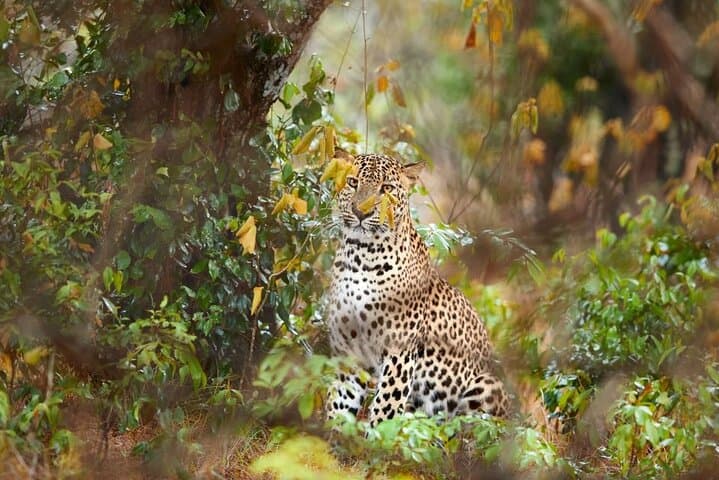 Yala National Park Jeep Safari — Leopard, Elephant & Birdwatching Tour photo 2