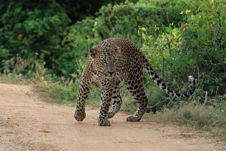 Yala National Park Jeep Safari — Leopard, Elephant & Birdwatching Tour photo 6