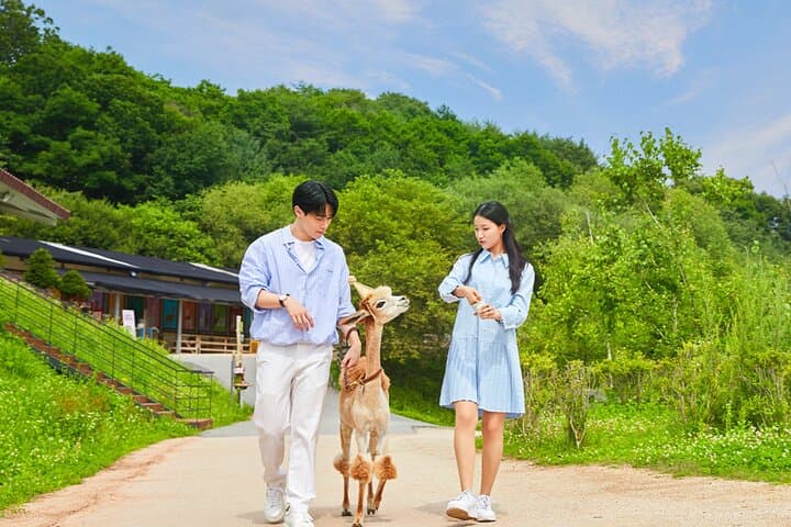 Alpaca World & Gangchon Rail Bike: Day Tour from Chuncheon Along the Bukhan River photo 2