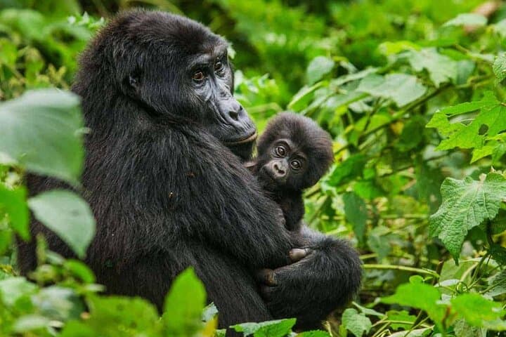 6-Day Uganda Gorilla & Chimp Trekking Safari: Bwindi, Kyambura & Kazinga Channel