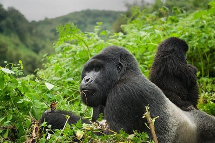 6-Day Uganda Gorilla & Chimp Trekking Safari: Bwindi, Kyambura & Kazinga Channel photo 3