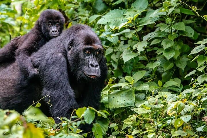 6-Day Uganda Gorilla & Chimp Trekking Safari: Bwindi, Kyambura & Kazinga Channel photo 5