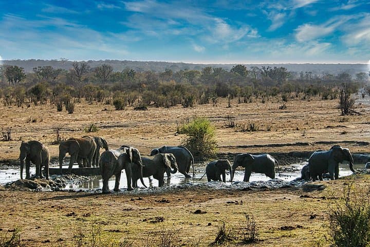 Zambezi National Park Safari Game Drive from Victoria Falls photo 5