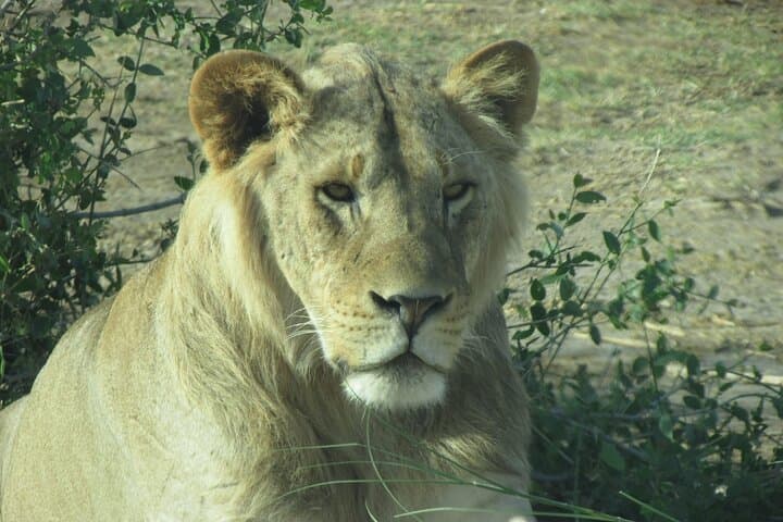 7-Day Vegan Private Safari: Amboseli, Tsavo West & Tsavo East Wildlife Circuit photo 4