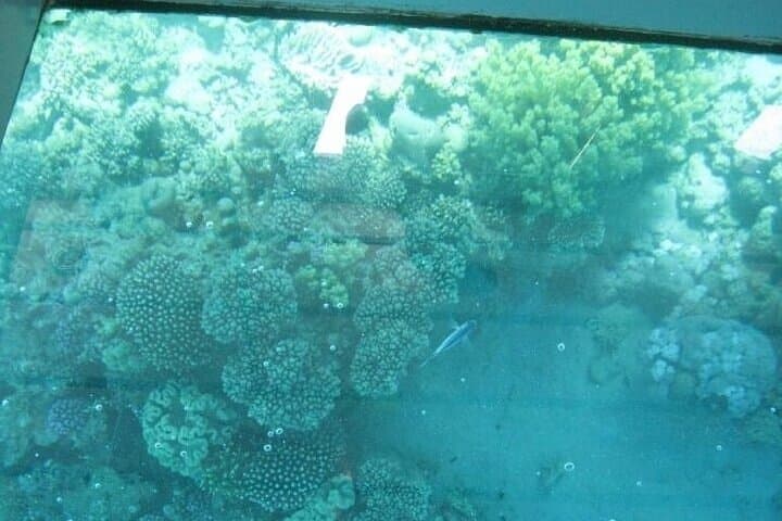 Glass-Bottom Boat in Sharm El Sheikh: Red Sea Reef Cruise photo 2