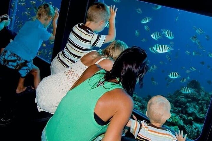 Glass-Bottom Boat in Sharm El Sheikh: Red Sea Reef Cruise photo 3