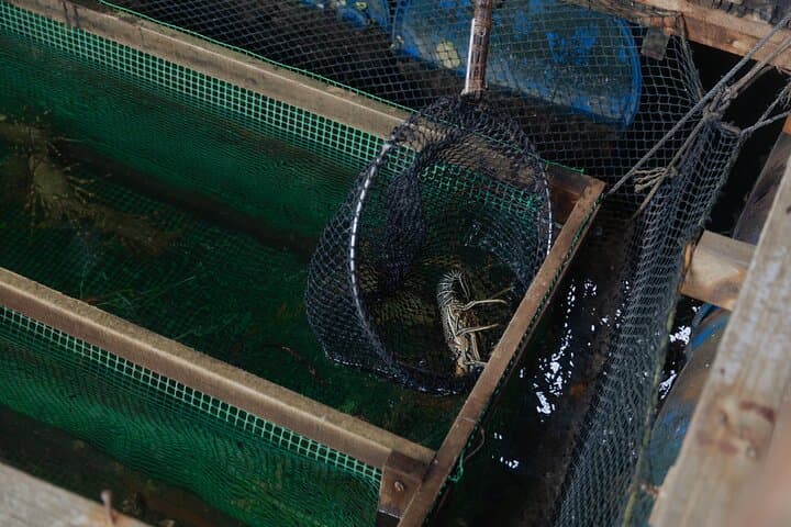 Slow Boat Through Langkawi's Kilim Mangroves: 2-Hour Private Tour photo 5
