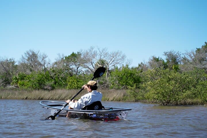 Clear Kayak Eco Tour in Flagler County: Glass-Bottom Paddle Through Mangrove Estuary photo 3