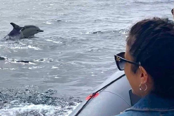 Dolphin Watching in Setúbal: Sado Estuary Boat Tour to See Wild Bottlenose Dolphins photo 4