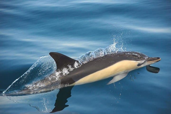 Dolphin Watching in Setúbal: Sado Estuary Boat Tour to See Wild Bottlenose Dolphins photo 2