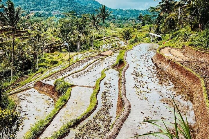 Sidemen Trekking: Rice-Field Walk with Mount Agung Views photo 2
