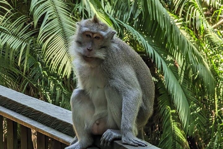 ATV Through Ubud: Rice-Field Tracks, Monkey Forest & Temple Tour photo 2