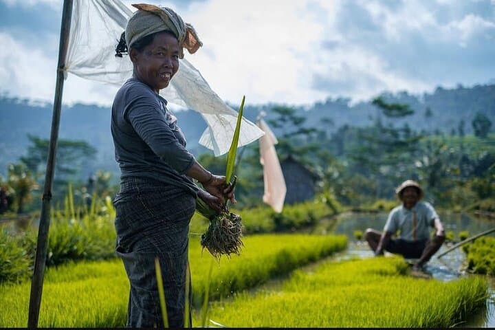 Sidemen Trekking: Rice-Field Walk with Mount Agung Views photo 5