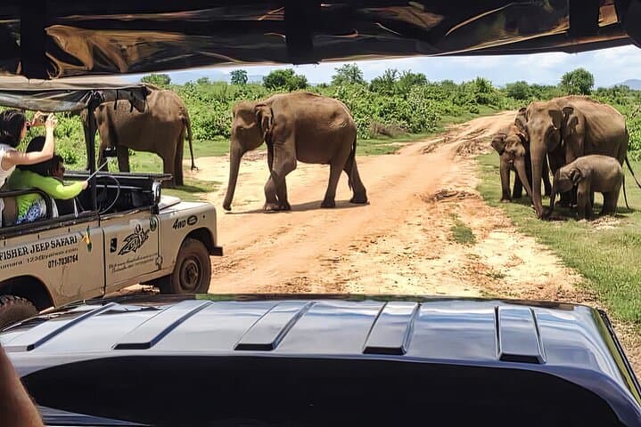 Wild Wonders of Yala: Hambantota Cruise Safari to See Leopards & Elephants photo 2