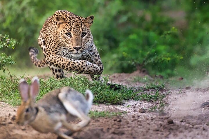 Wild Wonders of Yala: Hambantota Cruise Safari to See Leopards & Elephants photo 5