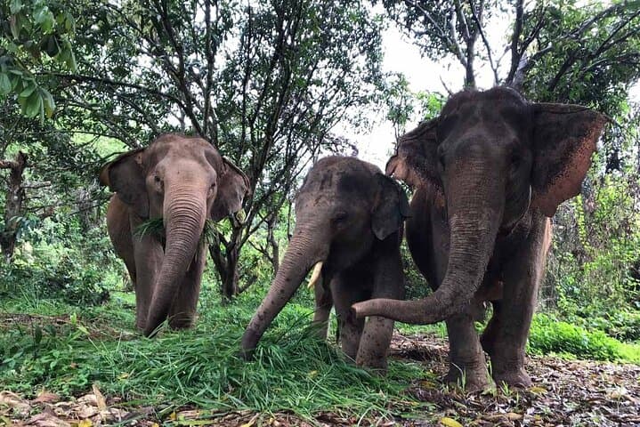 Pattaya Elephant Sanctuary Half-Day No-Rides: Ethical Visit with Rescued Elephants photo 3