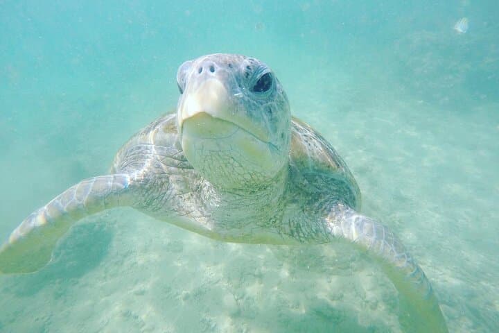 Snorkel Rock Island Unawatuna: Boat Trip to Coral Reefs Near Galle photo 4